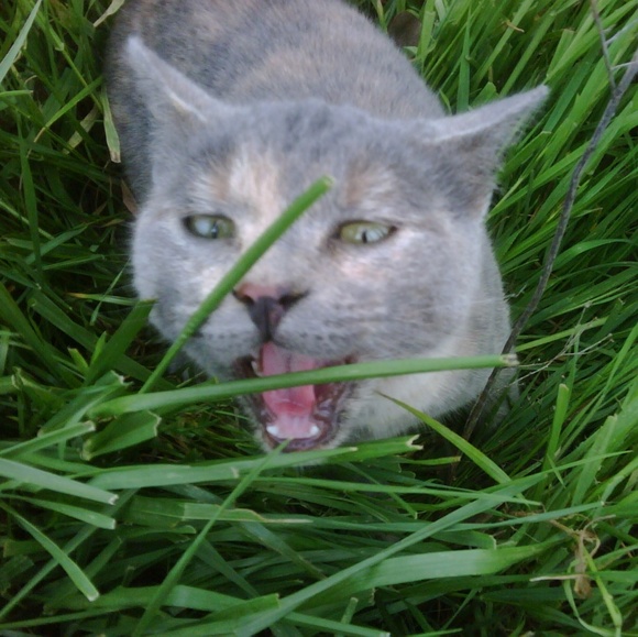 Meet your Posher, Shan - Picture 1 of 1